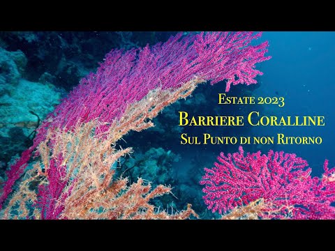 Barriere Coralline al Punto di non Ritorno